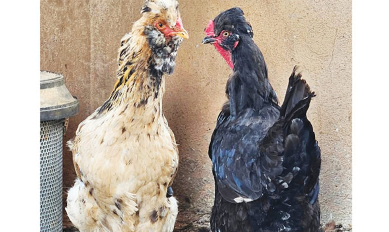 Poulet Herero découvert à Gobabis, prisé des fermiers sud-africains
