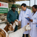 Du village au marché mondial : Le voyage incroyable du poulet Herero