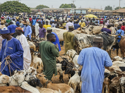 The Pulse of West African Agriculture: Stability and Ambition