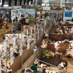 Why Africa’s Livestock Strategy is a War on Two Fronts