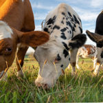 Bird Flu Outbreak in Ivory Coast