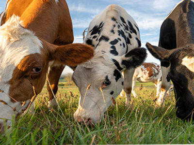 Anthrax Re-emerges in Kenya’s Vihiga County