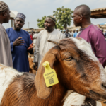 Du village au marché mondial : Le voyage incroyable du poulet Herero