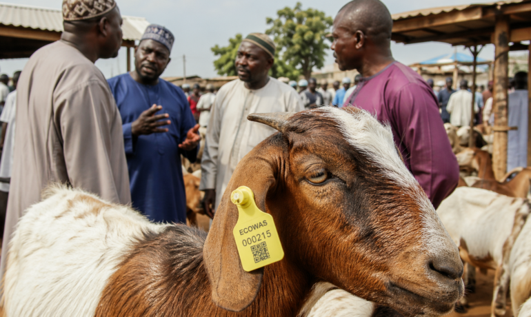 Chèvre avec tag d’identification dans un marché d’élevage en Afrique de l’Ouest