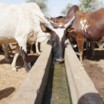 Mozambique Launches 2026 Animal Vaccination Campaign to Protect Livestock and Rural Families