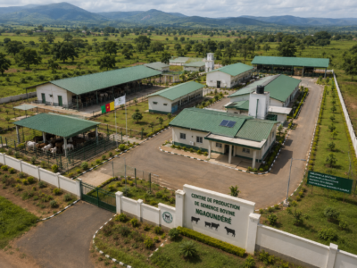 Cameroun : un centre de semence bovine à Ngaoundéré pour moderniser l’élevage