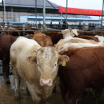 International: Vietnam Launches 2026–2030 Plan Against Avian Influenza, Foot-and-Mouth Disease and African Swine Fever