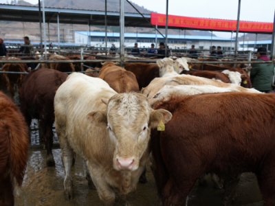 International: China’s first detection of FMD SAT1 raises an alert for animal disease surveillance
