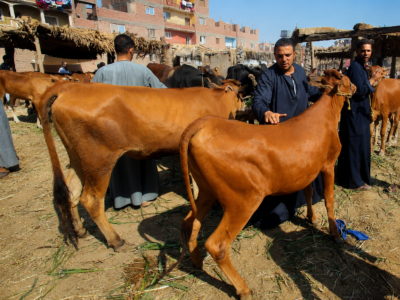 Egypt Raises Veterinary Readiness Ahead of Eid El-Adha to Safeguard Livestock and Food Safety