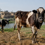 Egypt Raises Veterinary Readiness Ahead of Eid El-Adha to Safeguard Livestock and Food Safety