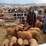 South Africa–Botswana: A Joint Action Plan to Strengthen the Fight Against Foot-and-Mouth Disease