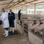 Cameroun : un centre de semence bovine à Ngaoundéré pour moderniser l’élevage