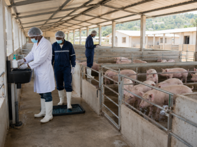 Cameroun : 5,68 milliards FCFA pour trois fermes porcines à Kouden, Bali et Kaélé
