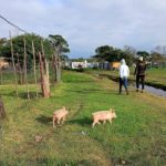 One Health at the Frontline: Bundibugyo Ebola and Hidden Hantavirus Risks