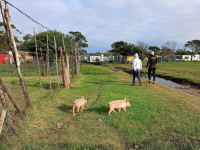 What a Local Swine Fever Outbreak Teaches Us About African Resilience
