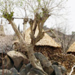 Food safety alert in Senegal over the ‘shrimp virus’ that causes blindness
