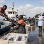 Cameroun : un abattoir industriel à Maroua pour moderniser la filière bétail-viande