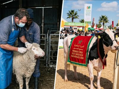 Two Sides of the Same Coin: The Crisis of Trust and the Celebration of Excellence in African Livestock