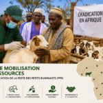South Africa–Botswana: A Joint Action Plan to Strengthen the Fight Against Foot-and-Mouth Disease