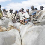 Senegal and Guinea Complement Each Other in the Fight Against Zoonoses
