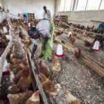 Jobs : Coordinateur.trice de projet H/F, Élevages sans frontières