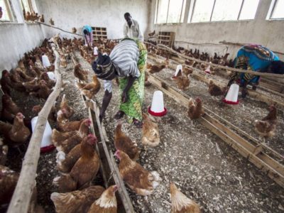 Avian Influenza Resurges: Africa Faces Crisis Amid Global H5N1 Spread