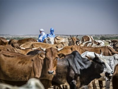 Beyond the Herd: Africa’s Food Sovereignty Hinges on Industrial Integration