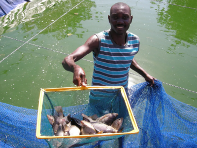 Aquaculture, Nouveau Pari Gagnant