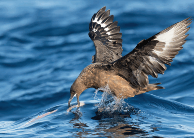 Australie : première détection du virus H5N1 hautement pathogène chez un oiseau sauvage