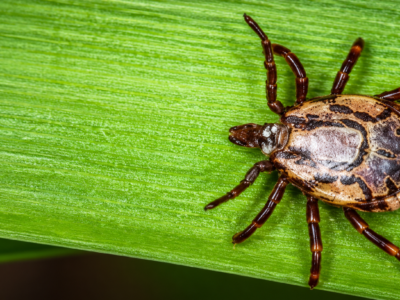Climate change pushes South African tick into new regions, raising disease risks by 2065