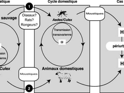 Fièvre de la Vallée du Rift : l’Afrique de l’Ouest veut mieux anticiper pour protéger les troupeaux et les familles
