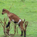 Jobs – Makueni County Recruits Two Veterinary Officers in Kenya