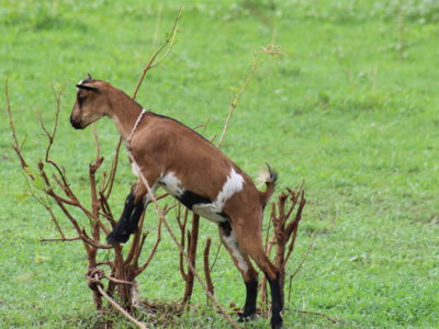 Peste des petits ruminants : symptômes, transmission, diagnostic, vaccination et prévention