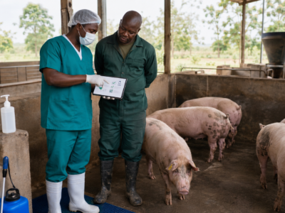 African Swine Fever: WOAH Issues New Guidelines on Vaccine Use
