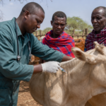 Zimbabwe: BelAgroGen plans USD 50 million veterinary vaccine production project