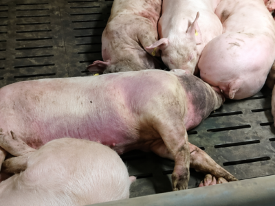 Cameroon launches emergency response to African swine fever outbreak
